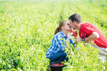 Fototapeta premium Couple farmers kissing in the agricultural field.Copy space