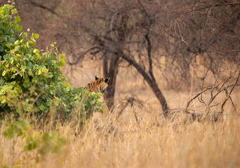 Tiger cub in the forest of Tadoba Andhari Tiger Reserve, India