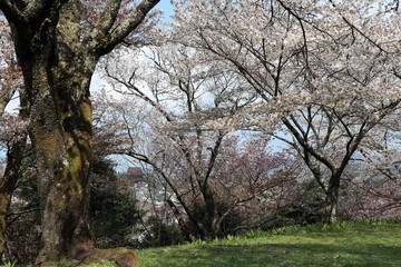 吉野山の桜