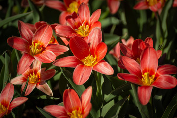 Fototapeta na wymiar Beautiful flowers of pink tulips with a blurred background.