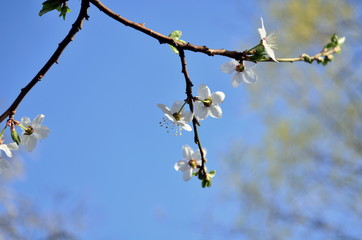 Cherry tree blossom flowers at spring sky background