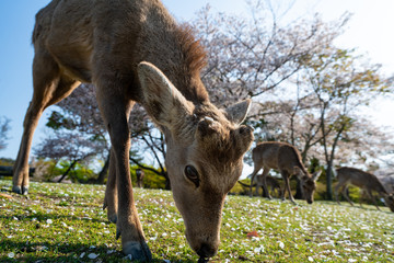 Todaiji and Nara park during the coronavirus crisis.