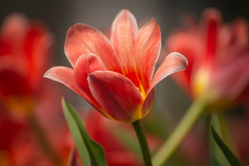 Beautiful flowers of pink tulips with a blurred background.
