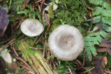 Clitocybe pruinosa, a mushroom from Finland with no common english name