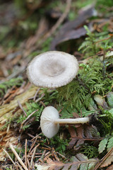Clitocybe pruinosa, a mushroom from Finland with no common english name