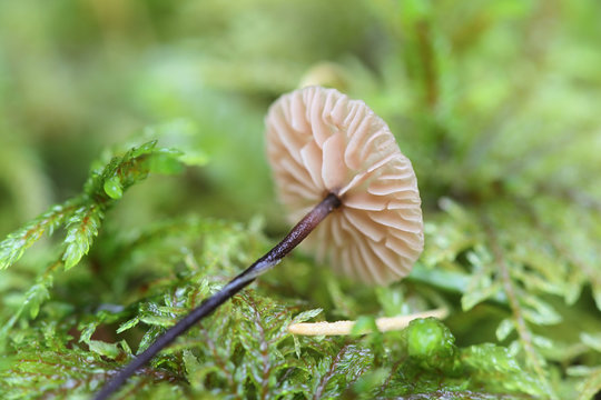 Gymnopus perforans, known as Stinking Parachute, wild mushroom from Finland