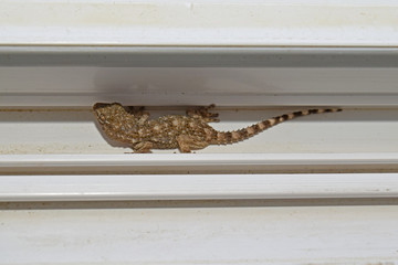 Un petit gecko vivant dans un encadrement de fenêtre.