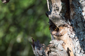 hornets' nest in old tree Vespa crabro