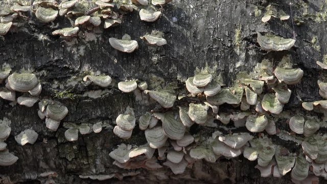 Polypores fungi  (Trametes /Turkey tail) on a tree trunk. Dolly shot.