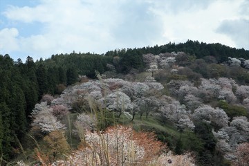 吉野山の桜