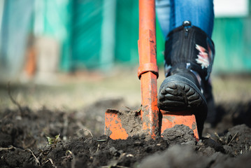 Gardener digs a hole in the garden field with a shovel close up.