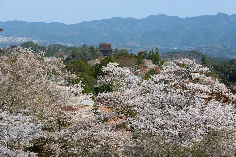 Sticker 吉野山の桜