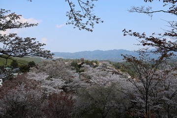 吉野山の桜