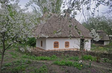 Fototapeta na wymiar Old Ukrainian house and blooming sakura near it