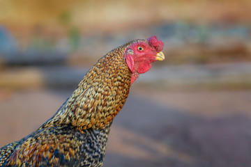 Beautiful red headed fighting rooster or cock 