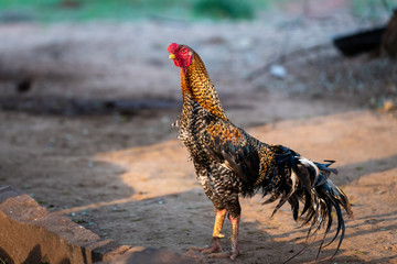 Beautiful red headed fighting rooster or cock 