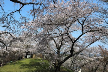 吉野山の桜