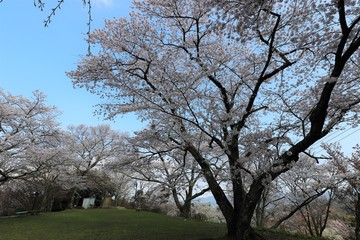 吉野山の桜