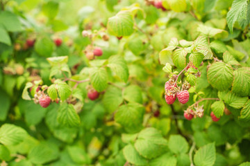 Bushes of ripe raspberries. Harvest natural organic berries.