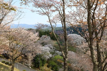 吉野山の桜