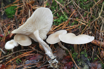 Clitocybe fragrans, known as Fragrant Funnel, wild mushroom from Finland