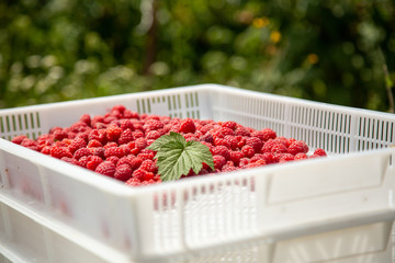 Harvesting raspberries. White plastic crates filled with ripe raspberries.