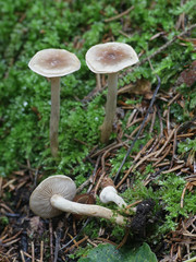 Hebeloma mesophaeum, known as  veiled poisonpie or poison pie, wild mushroom from Finland