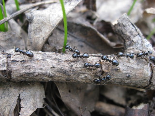 ant fuss