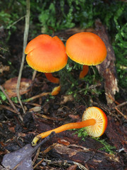 Hygrocybe reidii, known as the Honey Waxcap, wild  mushrooms from Finland