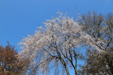 吉野山の桜