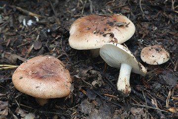 Tricholoma populinum, commonly known as the poplar knight or the cottonwood mushroom, wild fungus from Finland