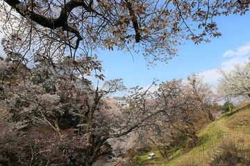 吉野山の桜
