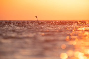 Greater Flamingos and beautiful  bokeh of light on water during sunrise at Asker coast of Bahrain