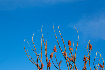 Red Puffer Flower Twigs