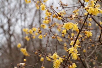 日本の蠟梅（ろうばい）：wintersweet