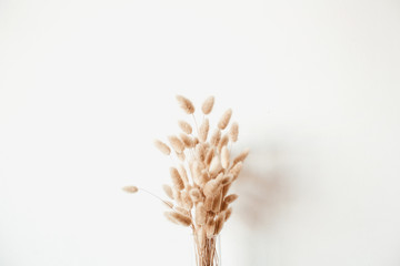 Fluffy tan pom pom plants bouquet in glass vase on white background. Styled floral minimal home interior design concept.