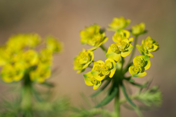 Wild plant Euphorbia cyparissias on the xerotherm meadow. Known as Cypress spurge. Plant with yellow flowers growing on sand soil.
