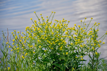 Bush with green flowers on the background of water.