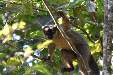 Common brown lemur in Andasibe National Park, Madagascar
