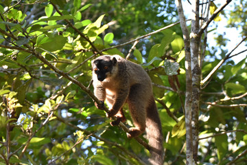 Naklejka na ściany i meble Common brown lemur in Andasibe National Park, Madagascar