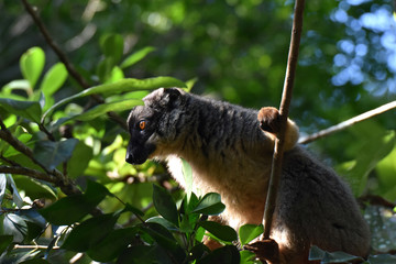 Common brown lemur in Andasibe National Park, Madagascar
