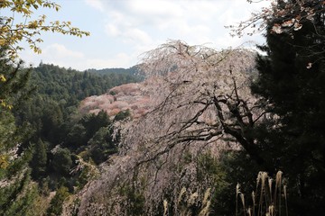 吉野山の桜