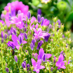 A plant with small purple flowers. Blooming spring plant. Purple flowers close-up.