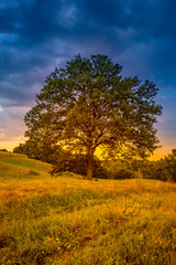 Fototapeta na wymiar Century old oak tree. Beautiful summer meadow in mountain village, Serbia, Europe.