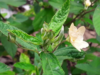 Corchorus olitorius plant with green leaves and yellow flower. Great for botanical designs, gardening articles, herbal websites, and naturethemed projects.
