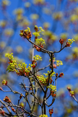 Blühender Spitz-Ahorn