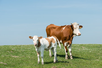 Fototapeta na wymiar Cows farm outdoors