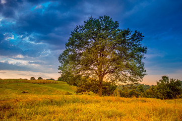 Century old oak tree. Beautiful summer meadow in mountain village, Serbia, Europe.
