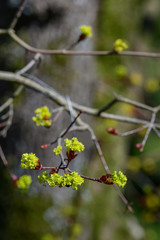 Blühender Spitzahorn