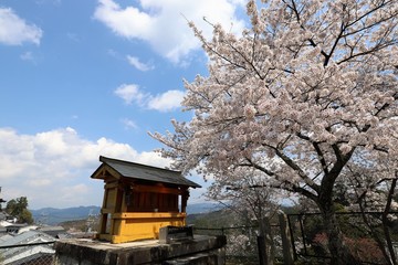 吉野山の桜